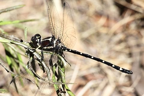 Black tiger tail - Eusynthemis nigra Australia,Black tigertail,Eamw dragonflies,Eusynthemis nigra,Fingal VIC,Geotagged,Summer