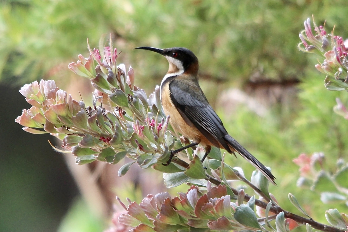 Eastern Spinebill - Acanthorhynchus tenuirostris  Acanthorhynchus tenuirostris,Australia,Eastern spinebill,Geotagged,Spring,Willunga SA