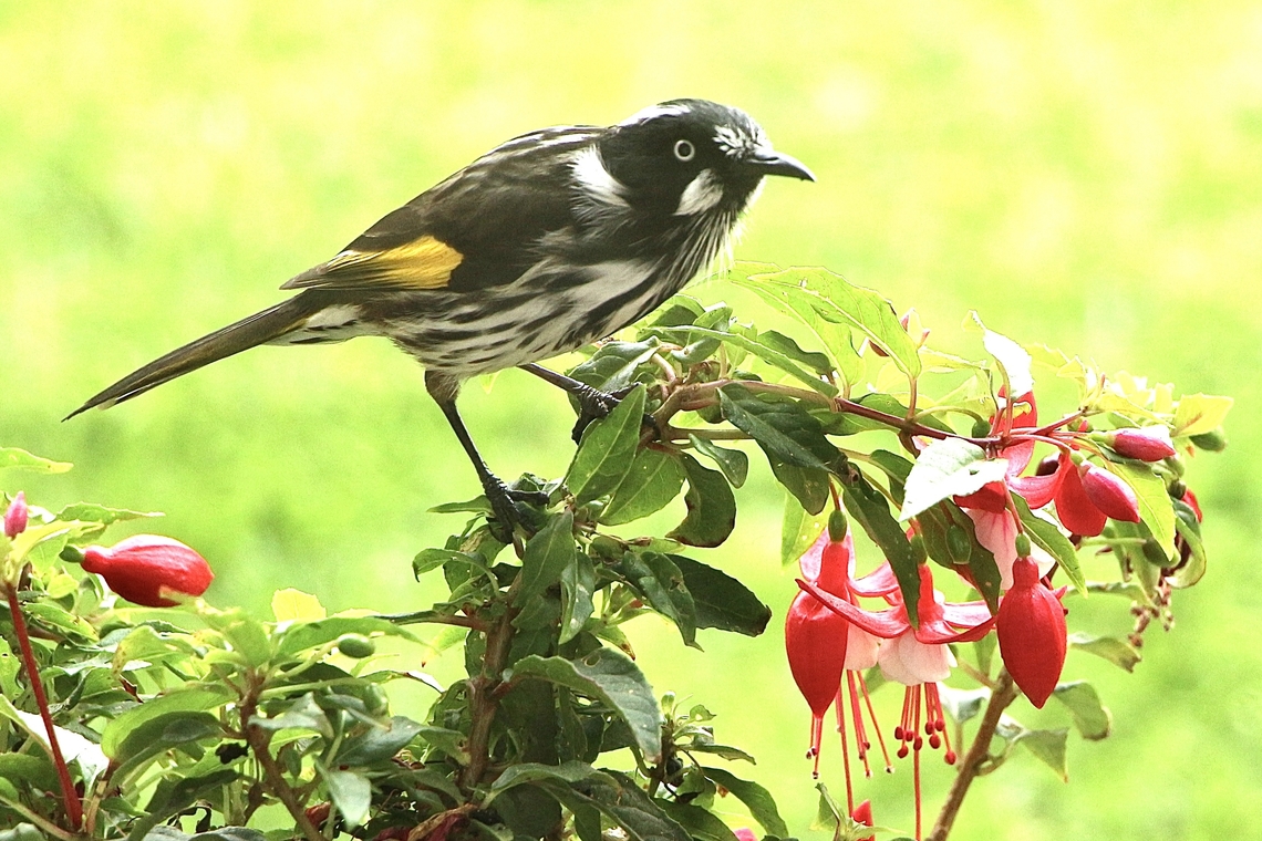 New Holland honeyeater - Phylidonyris novaehollandiae Visiting my fushia bushes outside the window. Australia,Eamw birds,Eamw honeyeaters,Encounter Bay SA,Fall,Geotagged,New Holland honeyeater,Phylidonyris novaehollandiae