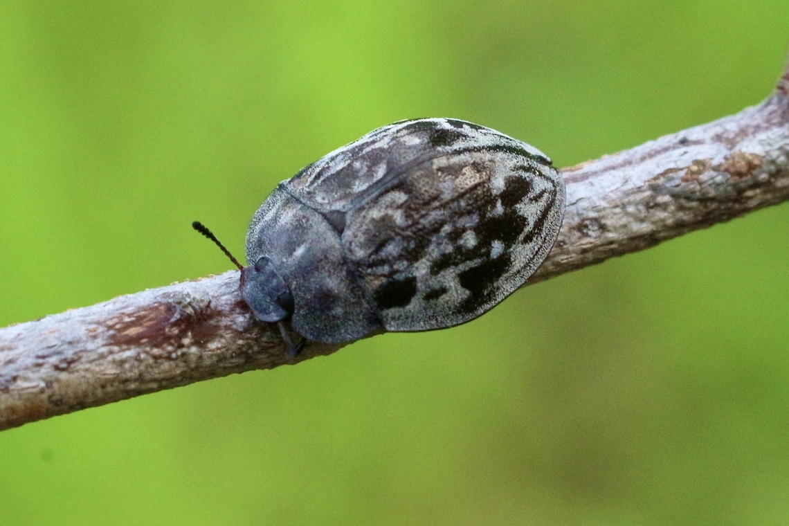Ospidus chrysomeloides ID. as per INaturalist.  Anstead Bushland Reserve,Australia,Eamw beetles,Geotagged,Ospidus chrysomeloides,Spring