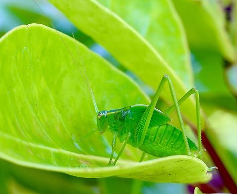 Garden kadydid - Caedicia simplex Looks like maybe final instar.( wings not long enough) Australia,Caedica simplex,Caedicia simplex,Eamw kadydids,Encounter Bay SA,Geotagged,Summer
