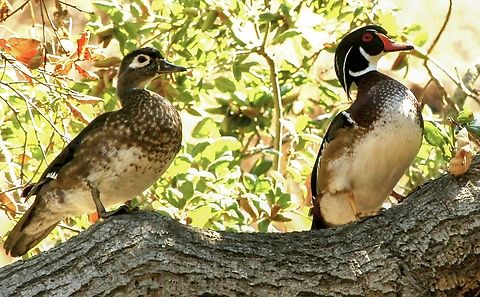 Wood duck - Aix sponsa  Aix sponsa,Anaheim USA,Eamw birds,Eamw waterbirds,Fall,Geotagged,United States,Wood duck