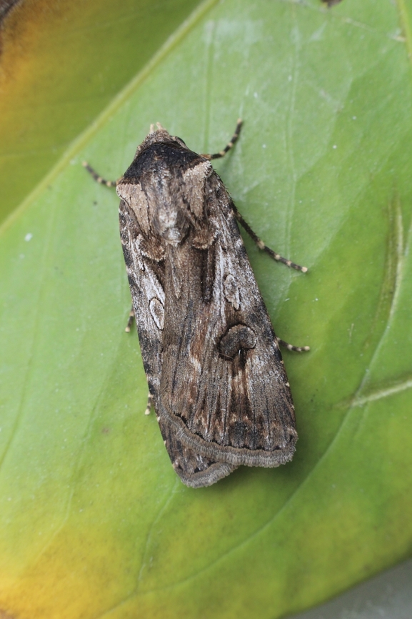 Agrotina munda Attracted to UV light.<br />
Identification according to INaturalist.<br />
 Agrotina ew,Agrotis munda,Australia,Brown Cutworm,Eamw moth,Enccounter bay,Geotagged,Summer