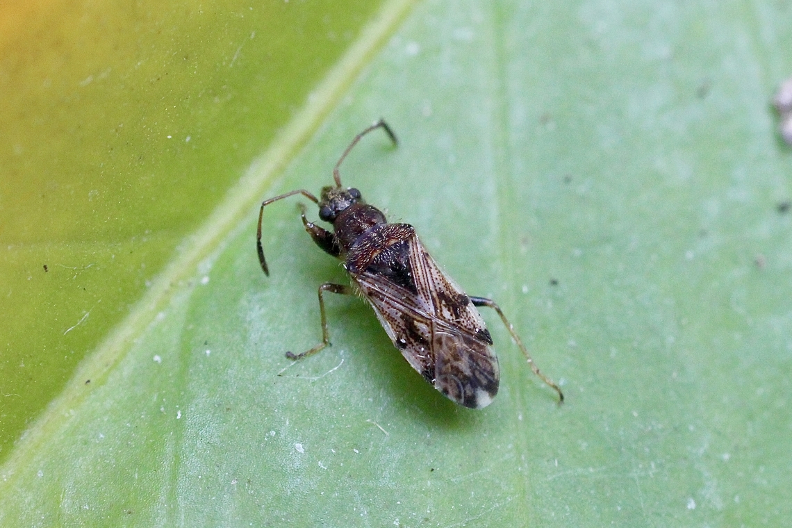 Remaudiereana inornata A seed bug, approximately 3-4 mm body length.<br />
Looks like it lost a leg or two. Australia,Geotagged,Remaudiereana inornata,Summer