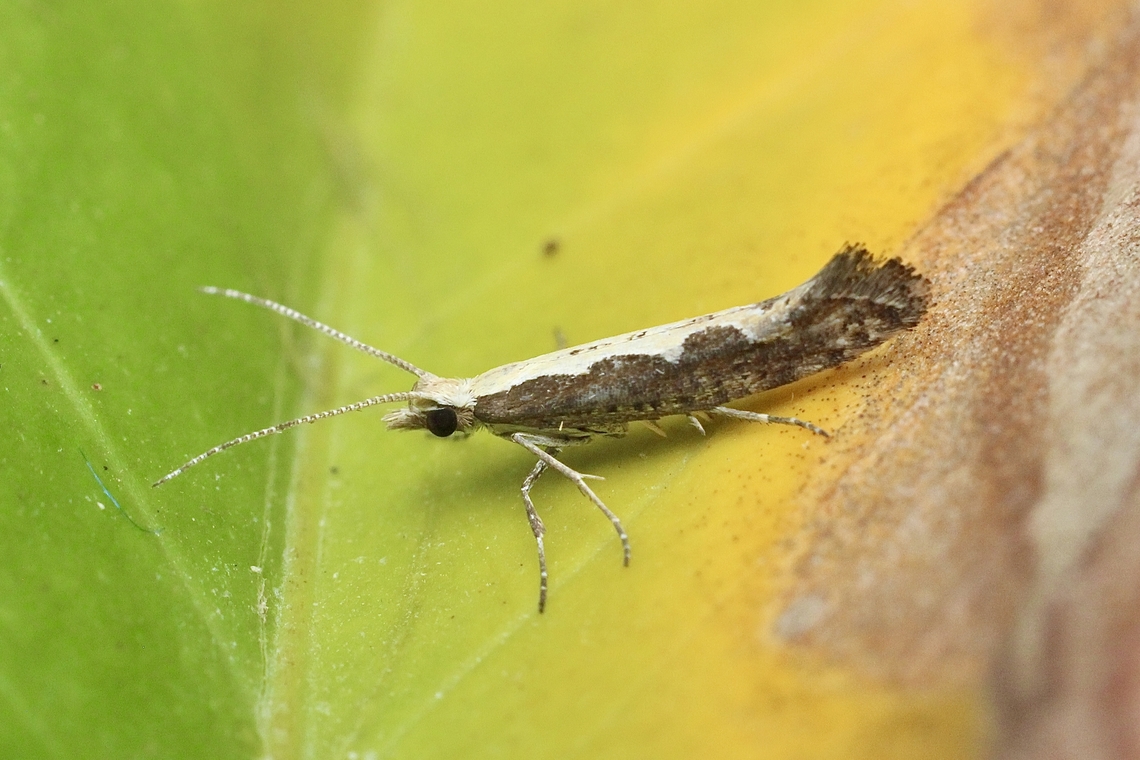 Diamondback Moth Plutella xylostella  Australia,Diamondback moth,Eamw moth,Encounter Bay SA,Geotagged,Plutella xylostella,Summer