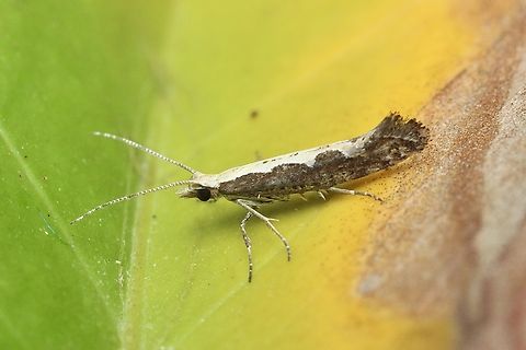 Diamondback Moth Plutella xylostella  Australia,Diamondback moth,Eamw moth,Encounter Bay SA,Geotagged,Plutella xylostella,Summer