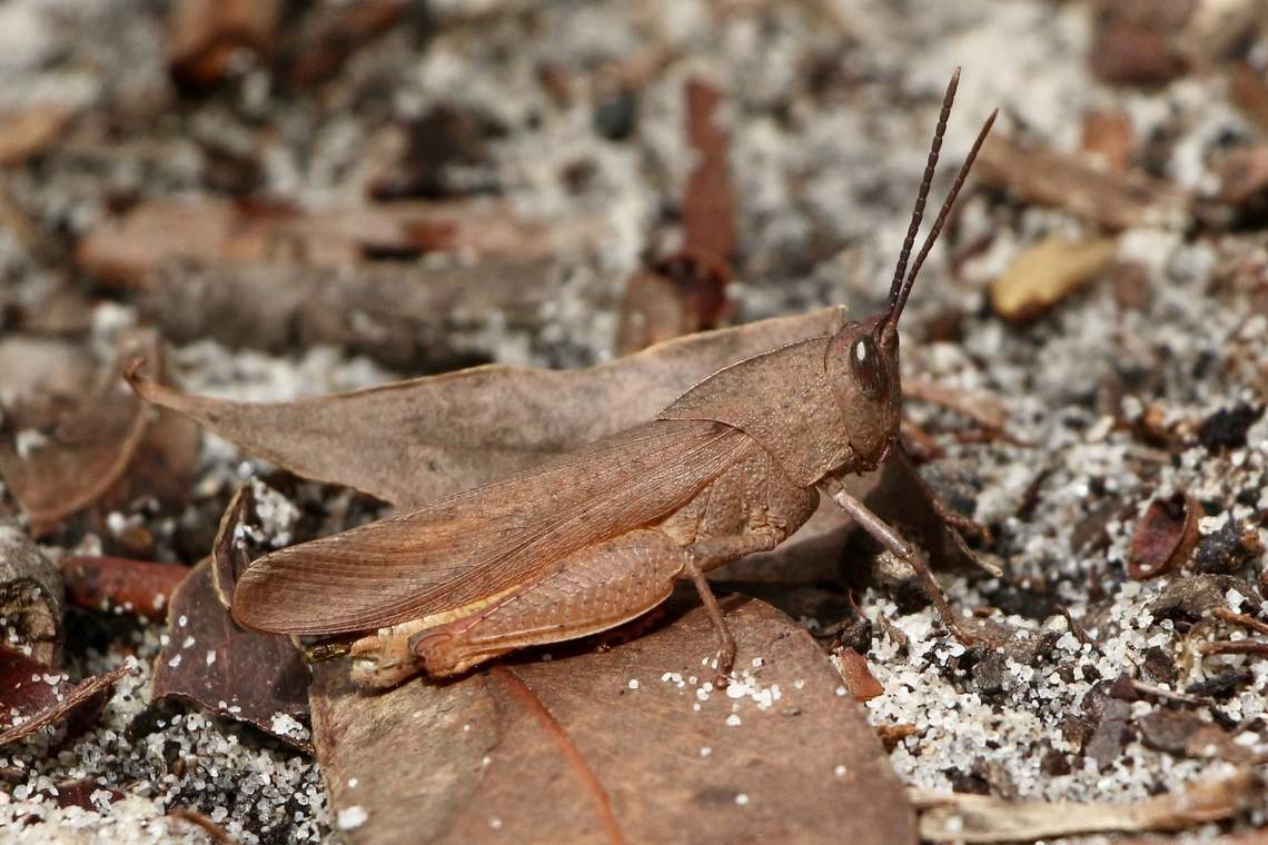 Common Gumleaf Grasshopper Goniaea australasiae Adult specimen. The nymphs look somewhat different. Eamw grasshoppers,Geotagged,Goniaea australasiae,NSW Tea Gardens,Spring