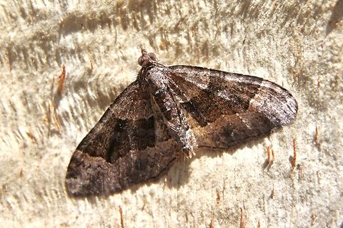 Clover moth -Epyaxa sodaliata  Australia,Eamw moth,Encounter Bay SA,Encounter Bay moth,Epyaxa ew,Epyaxa sodaliata,Geotagged,Winter