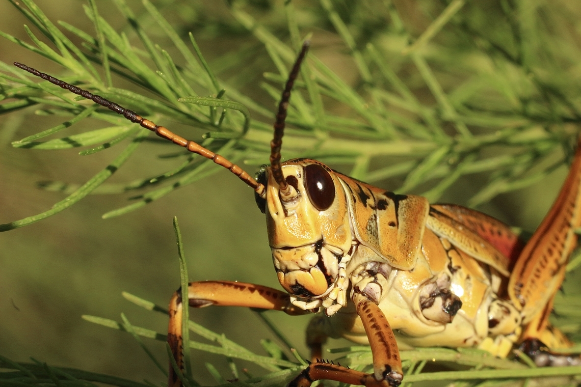 Eastern lubber grasshopper- Romalea microptera  Eamw grasshoppers,Eastern lubber grasshopper,Geotagged,Romalea guttata,Summer,United States