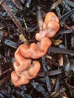 Sycozoa cerebriformis A sea squirt,washed up on the beach. Australia,Eamwmarine invertebrates,Encounter Bay SA,Geotagged,Summer,Sycozoa cerebriformis