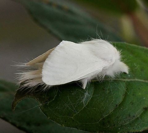 Long-tailed Bombyx Trichiocercus sparshalli Attracted to UV light. Australia,Eamw moth,Encounter Bay SA,Encounter Bay moth,Geotagged,Summer,Trichiocercus,Trichiocercus sparshalli,UVL