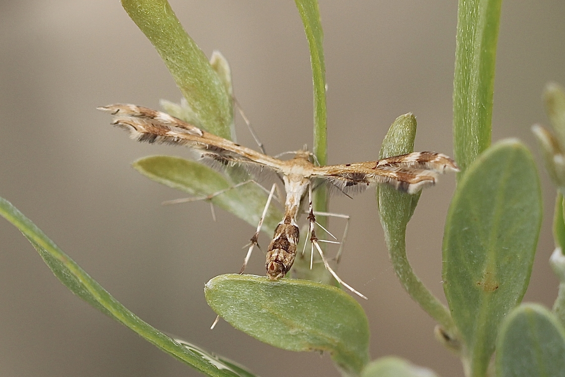 Fire-flag Plume Moth -Sphenarches anisodactylus  Australia,Eamw moth,Encounter Bay SA,Encounter Bay moth,Geotagged,Sphenarches anisodactylus,Sphenarches ew,Summer