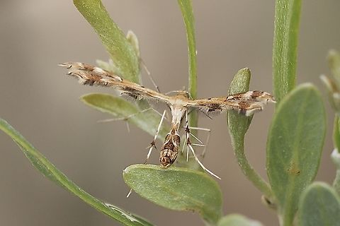 Fire-flag Plume Moth -Sphenarches anisodactylus  Australia,Eamw moth,Encounter Bay SA,Encounter Bay moth,Geotagged,Sphenarches anisodactylus,Sphenarches ew,Summer