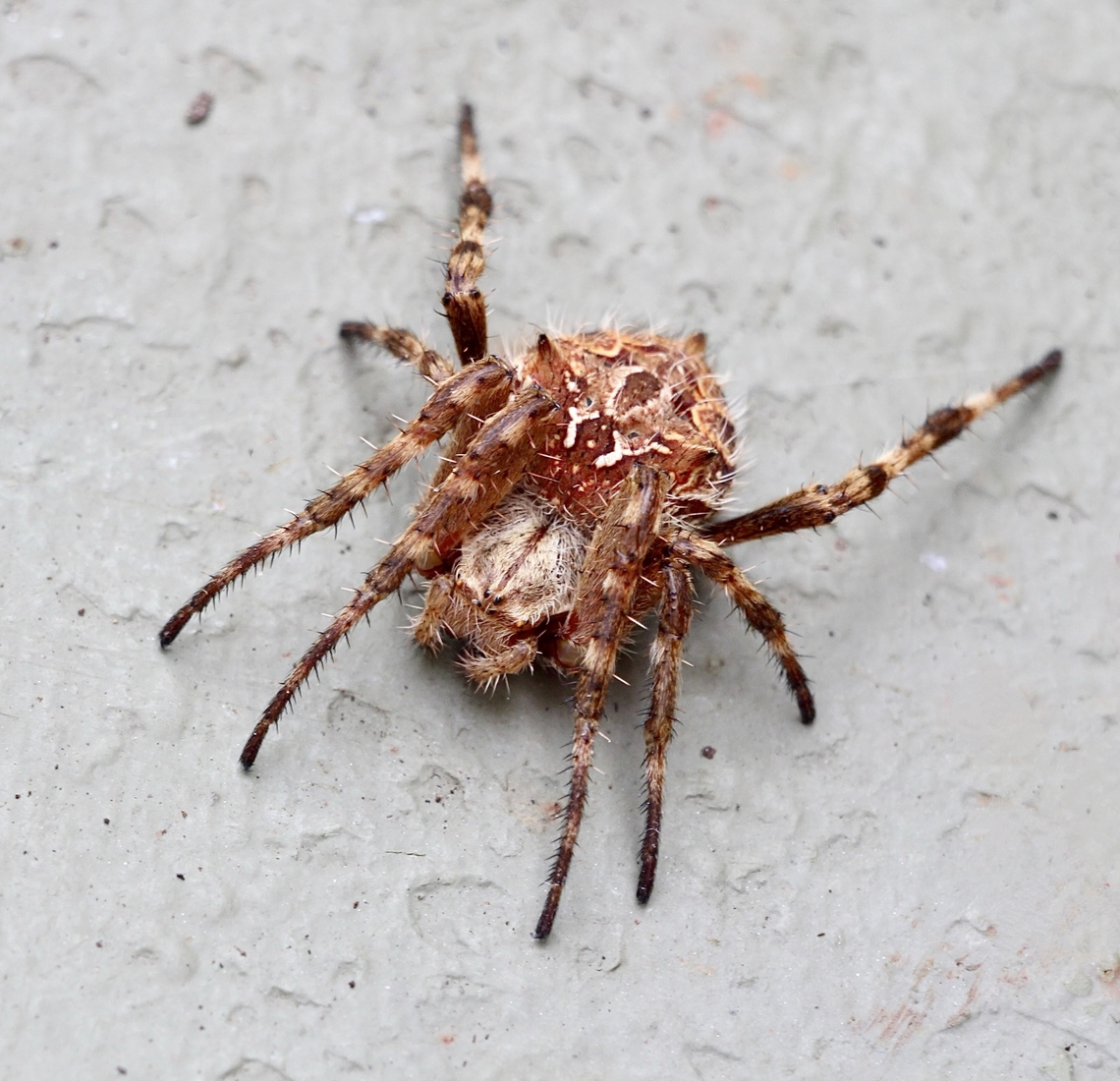 Genus - Backobourkia  Australia,Backobourkia,Eamw spiders,Encounter Bay SA,Geotagged,Summer