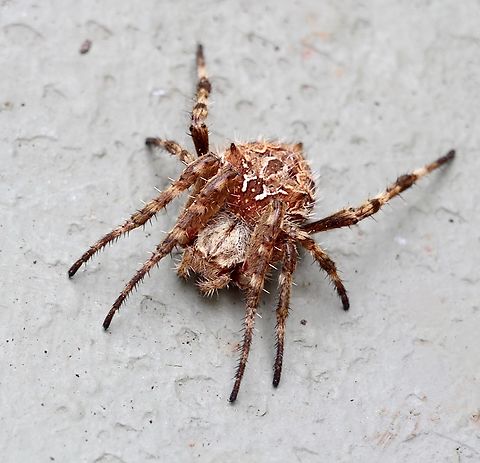 Genus - Backobourkia  Australia,Backobourkia,Eamw spiders,Encounter Bay SA,Geotagged,Summer