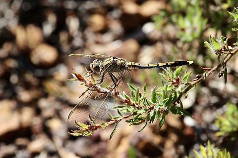 Blue skimmer - Orthetrum caledonicum  Australia,Blue skimmer,Eamw dragonflies,Geotagged,Kyeema Conservation Park,Orthetrum caledonicum,Summer