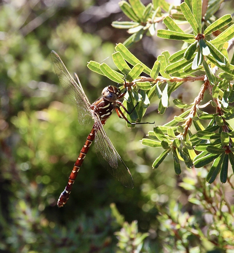 Unicorn darner - Austroaeschna unicornis  Australia,Austroaeschna unicornis,Eamw dragonflies,Geotagged,Kyeema Conservation Park,Summer,Unicorn darner
