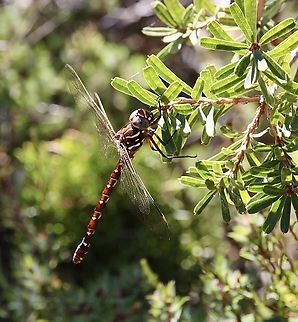 Unicorn darner - Austroaeschna unicornis Australia,Austroaeschna unicornis,Eamw dragonflies,Geotagged,Kyeema Conservation Park,Summer,Unicorn darner
