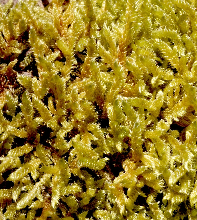 Cypress-leaved plaitmoss- Hypnum cupressiforme  Australia,Cypress-leaved plaitmoss,Geotagged,Hypnum cupressiforme,Summer