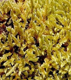 Cypress-leaved plaitmoss- Hypnum cupressiforme  Australia,Cypress-leaved plaitmoss,Geotagged,Hypnum cupressiforme,Summer