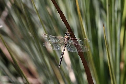 Tau emerald - Hemicordulia tau  Australia,Eamw dragonflies,Geotagged,Hemicordulia tau,Kyeema Conservation Park,Summer,Tau emerald