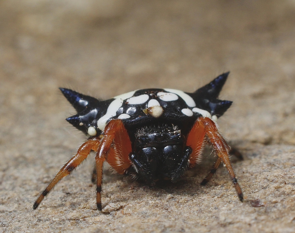 Jewel spider - Austracantha minax  Austracantha minax,Australia,Eamw spiders,Geotagged,Jewel spider,Kyeema Conservation Park,Summer