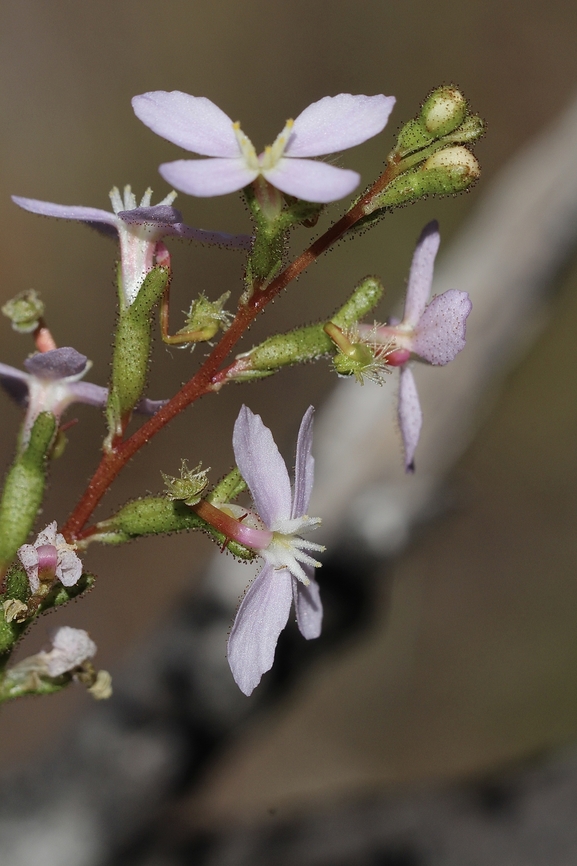 Thrift-leaved Triggerplant- Stylidium armeria  Australia,Eamw flora,Geotagged,Kyeema Conservation Park,Stylidium armeria,Summer,Thrift-leaved Triggerplant,United States