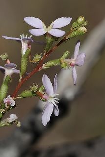 Thrift-leaved Triggerplant- Stylidium armeria  Australia,Eamw flora,Geotagged,Kyeema Conservation Park,Stylidium armeria,Summer,Thrift-leaved Triggerplant,United States