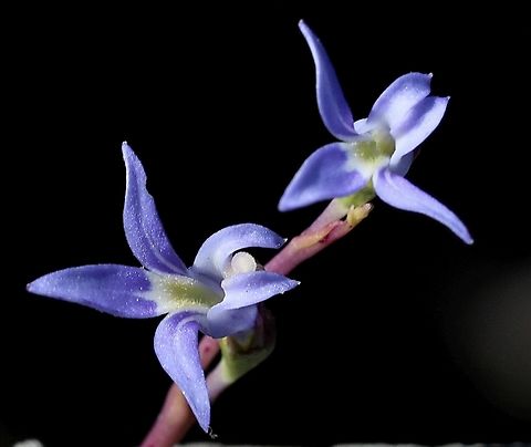 Tall lobelia - Lobelia gibbosa  Australia,Eamw flora,Geotagged,Kyeema Conservation Park,Lobelia gibbosa,Summer,Tall lobelia