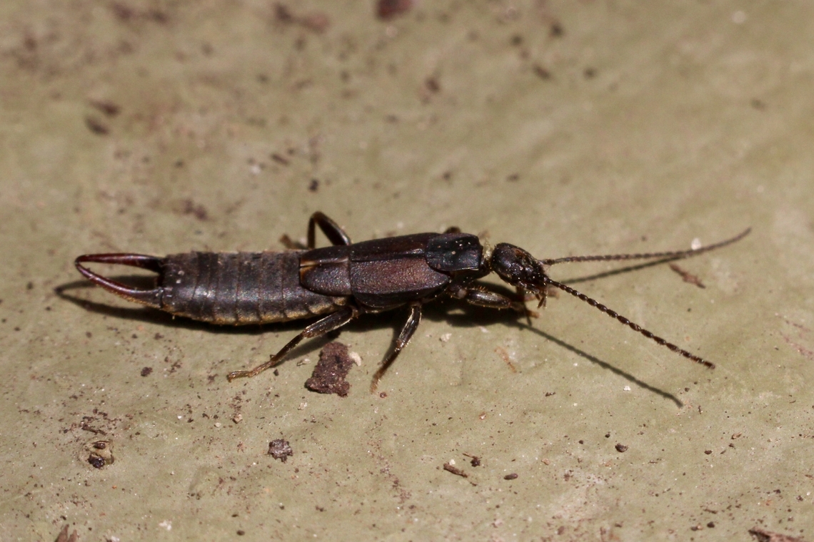 Black Bush Earwig - Nala lividipes Attracted to UV light. Australia,Black Bush Earwig,Eamw earwigs,Encounter Bay SA,Geotagged,Nala lividipes,Summer,UVL