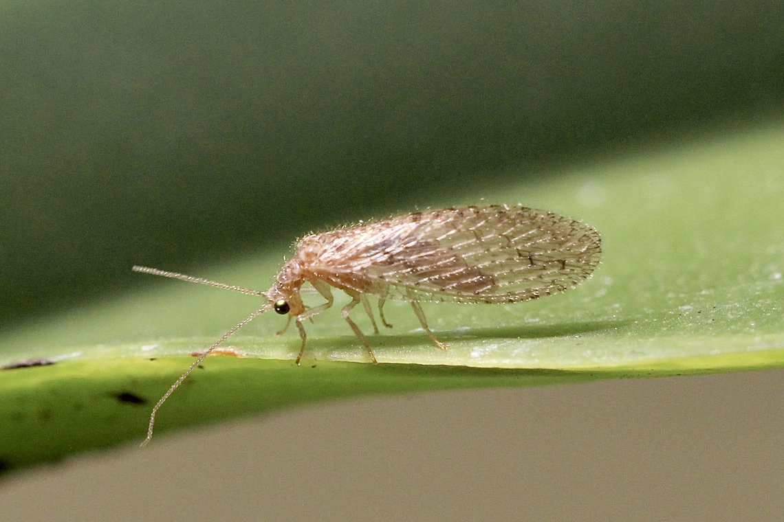 Tasmanian Brown Lacewing - Micromus tasmaniae Attracted to UV light. No more then 10 mm in length.<br />
<br />
Adults of the species are 7.5-10 mm long, and are typically nocturnal. The lacewing&#039;s lifespan is temperature dependent (higher temperatures causing shorter larval stages).[1] The Tasmanian Brown Lacewing breeds all year round, surviving at temperatures as low as 5&deg;C.[1] The species typically has clear wings and a brown body.[4] The species can be differentiated from Micromus bifasciatus by the spotted pattern on the species&#039; anterior wings, compared to the brown transverse bands found on Micromus bifasciatus.[4] (Wikipedia) Australia,Eamw lacewings,Encounter Bay SA,Geotagged,Micromus tasmaniae,Summer,Tasmanian Brown Lacewing,UVL