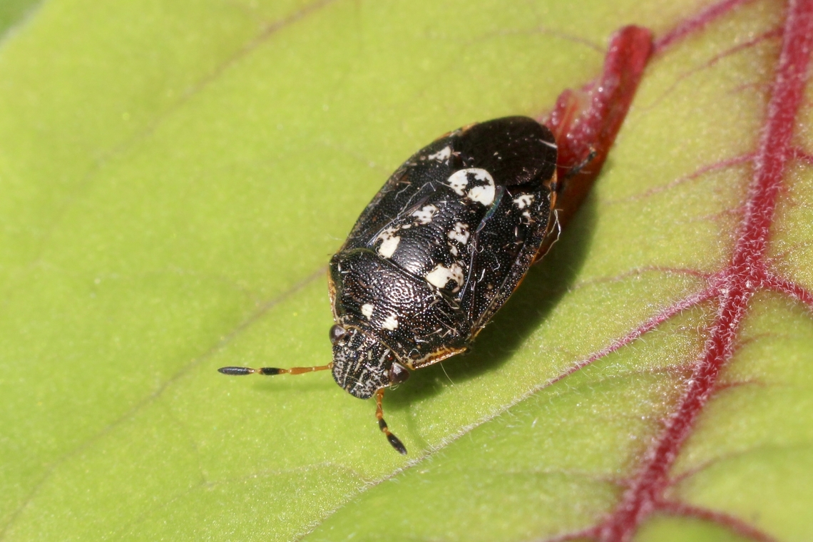 Pittosporum bug - Pseudapines geminata  Australia,Eamw shield bugs,Encounter Bay SA,Geotagged,Pittosporum Bug,Pseudapines geminata,UVL,Whooping Crane Summer Range