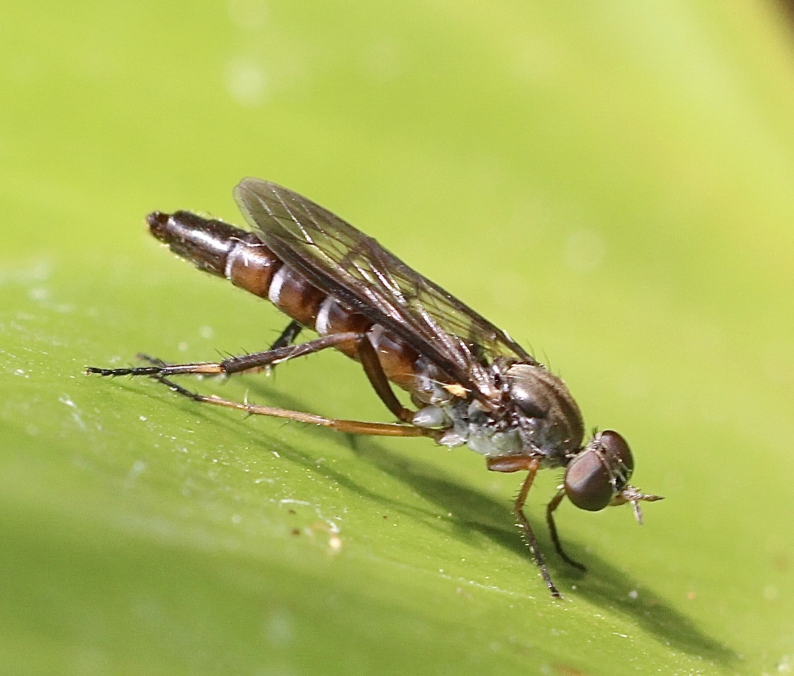 Taenogerella elizabethae A species of stiletto fly. Australia,Geotagged,Kyeema Conservation Park,Summer,Taenogerella elizabethae,eamw flies