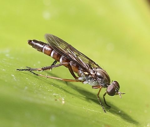 Taenogerella elizabethae A species of stiletto fly. Australia,Geotagged,Kyeema Conservation Park,Summer,Taenogerella elizabethae,eamw flies