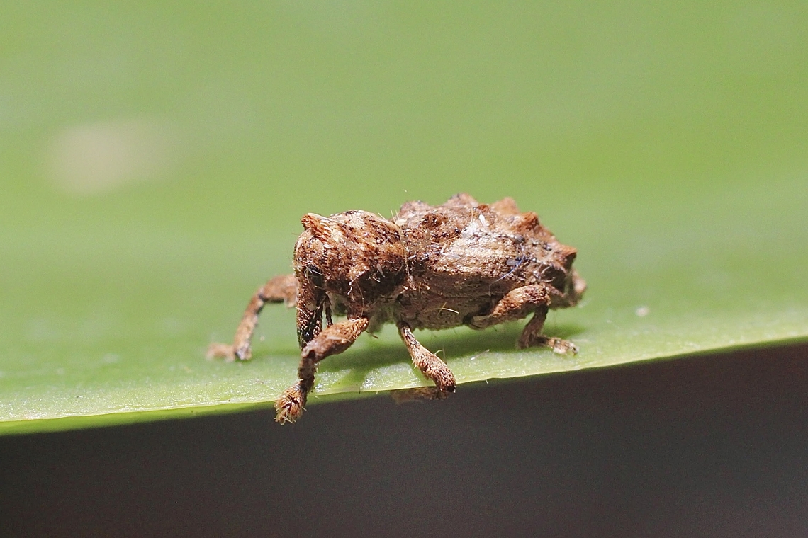 Vine weevil - Orthorhinus klugii Attracted to UV light.<br />
This weevil was no more ten 4 mm . Australia,Eamw weevils,Encounter Bay SA,Geotagged,Orthorhinus klugii,Summer,UVL,Vine Weevil