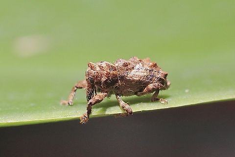 Vine weevil - Orthorhinus klugii Attracted to UV light.
This weevil was no more ten 4 mm . Australia,Eamw weevils,Encounter Bay SA,Geotagged,Orthorhinus klugii,Summer,UVL,Vine Weevil