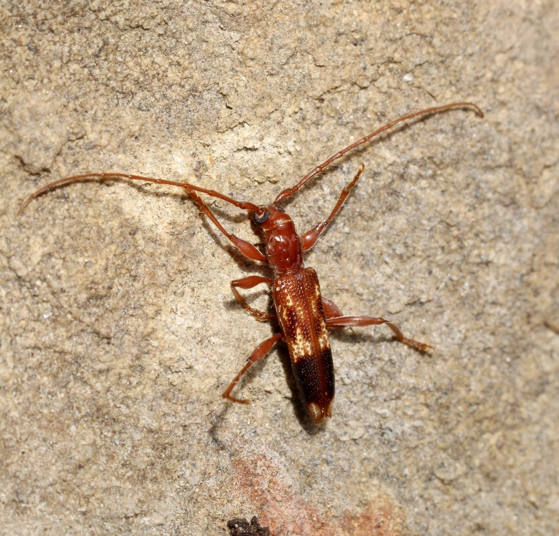 Coptocercus aberrans Attracted to UV light. Australia,Coptocercus aberrans,Eamw beetles,Encounter Bay SA,Geotagged,Summer,UVL,eamw Long Horn beetle