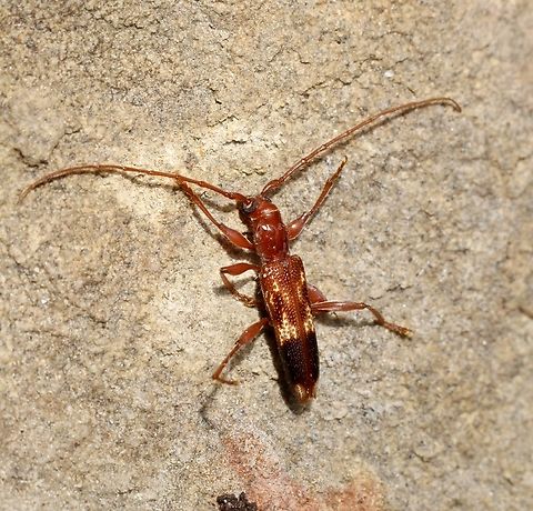 Coptocercus aberrans Attracted to UV light. Australia,Coptocercus aberrans,Eamw beetles,Encounter Bay SA,Geotagged,Summer,UVL,eamw Long Horn beetle