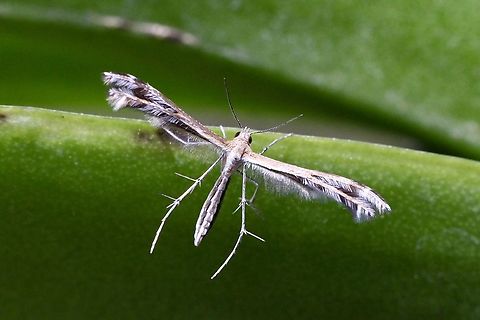 Stangeia xerodes Found on geranium plant Australia,Eamw moth,Encounter Bay SA,Geotagged,Stangeia,Stangeia xerodes,Summer,UVL