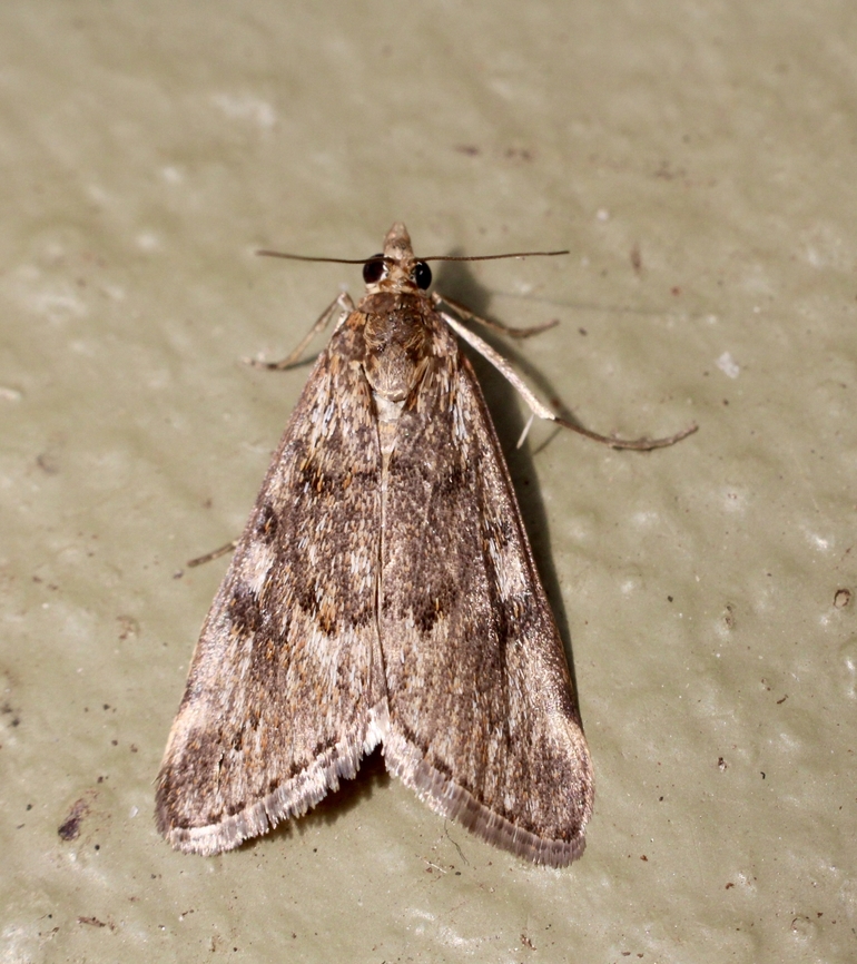Cotton web spinner - Achyra affinittallis,  Achyra affinitalis,Achyra affinitallis,Australia,Eamw moth,Encounter Bay SA,Geotagged,Summer,UVL