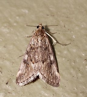 Cotton web spinner - Achyra affinittallis,  Achyra affinitalis,Achyra affinitallis,Australia,Eamw moth,Encounter Bay SA,Geotagged,Summer,UVL
