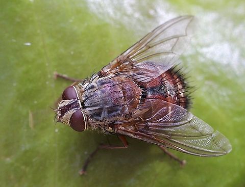 Bristle fly in genus - Rutilia  Australia,Encounter Bay SA,Geotagged,Summer,eamw flies