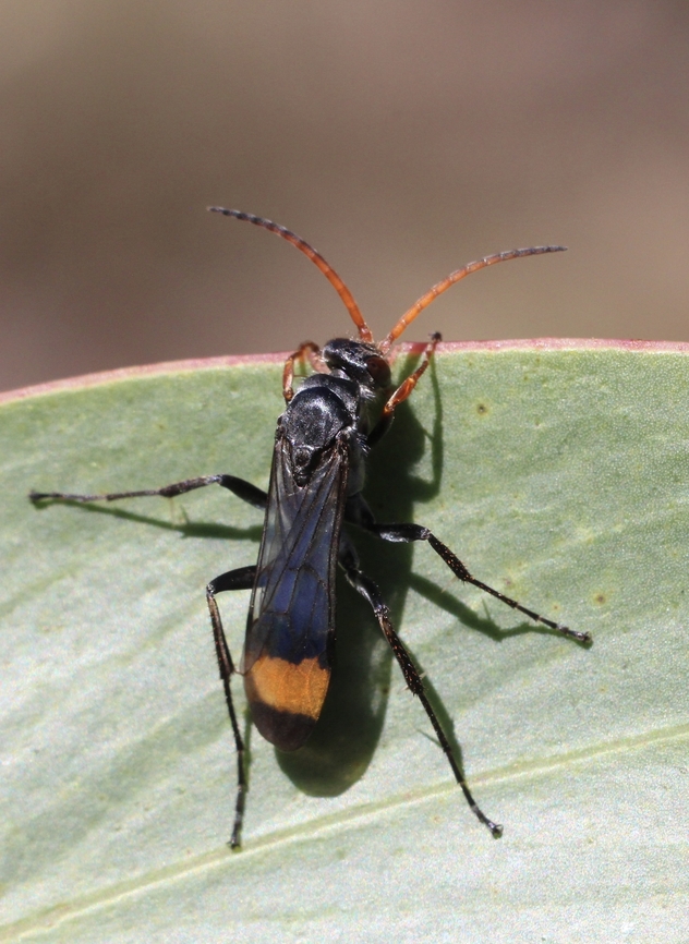 Unidentified species of Spider Wasp  Australia,Eamw wasps,Geotagged,Kyeema Conservation Park,Summer