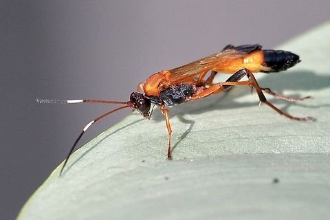 Black-tipped Orange Ichneumon Wasp - Ctenochares bicolorus  Ctenochares bicolorus,Eamw wasps,Encounter Bay SA,ichneumon wasp