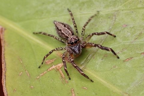 Bronze Hopper - Helpis minitabunda  Aussie Bronze Jumping Spider,Australia,Eamw,Eamw spiders,Encounter Bay SA,Geotagged,Helpis minitabunda,Summer