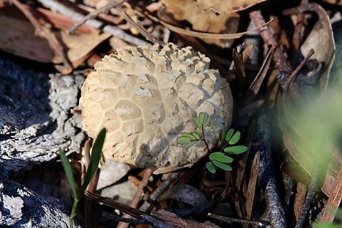 Boletellus dissiliens