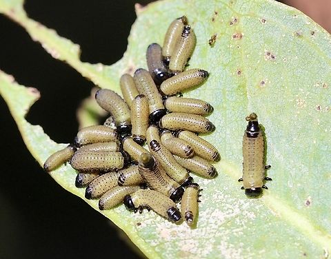 Beetle larvae genus Paropsisterna feeding on eucalyptus leaf.  Australia,Eamw beetles,Geotagged,Kyeema Conservation Park,Summer