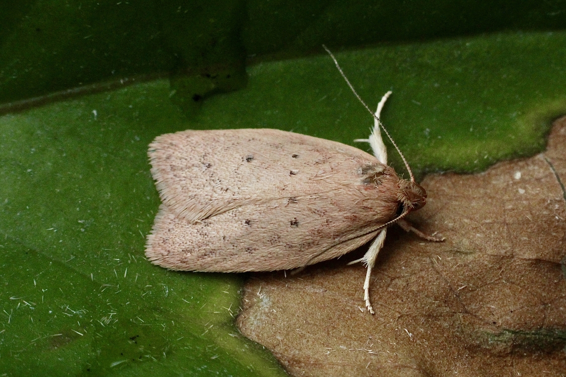 Garrha repandula There seems to be within the species many slight variations.<br />
Attracted to UV light Australia,Eamw moth,Encounter Bay SA,Encounter Bay moth,Garrha,Garrha repandula,Geotagged,Summer,UVL