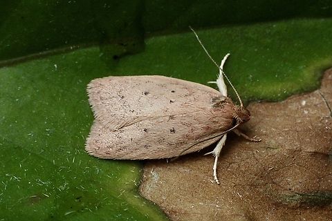 Garrha repandula There seems to be within the species many slight variations.
Attracted to UV light Australia,Eamw moth,Encounter Bay SA,Encounter Bay moth,Garrha,Garrha repandula,Geotagged,Summer,UVL