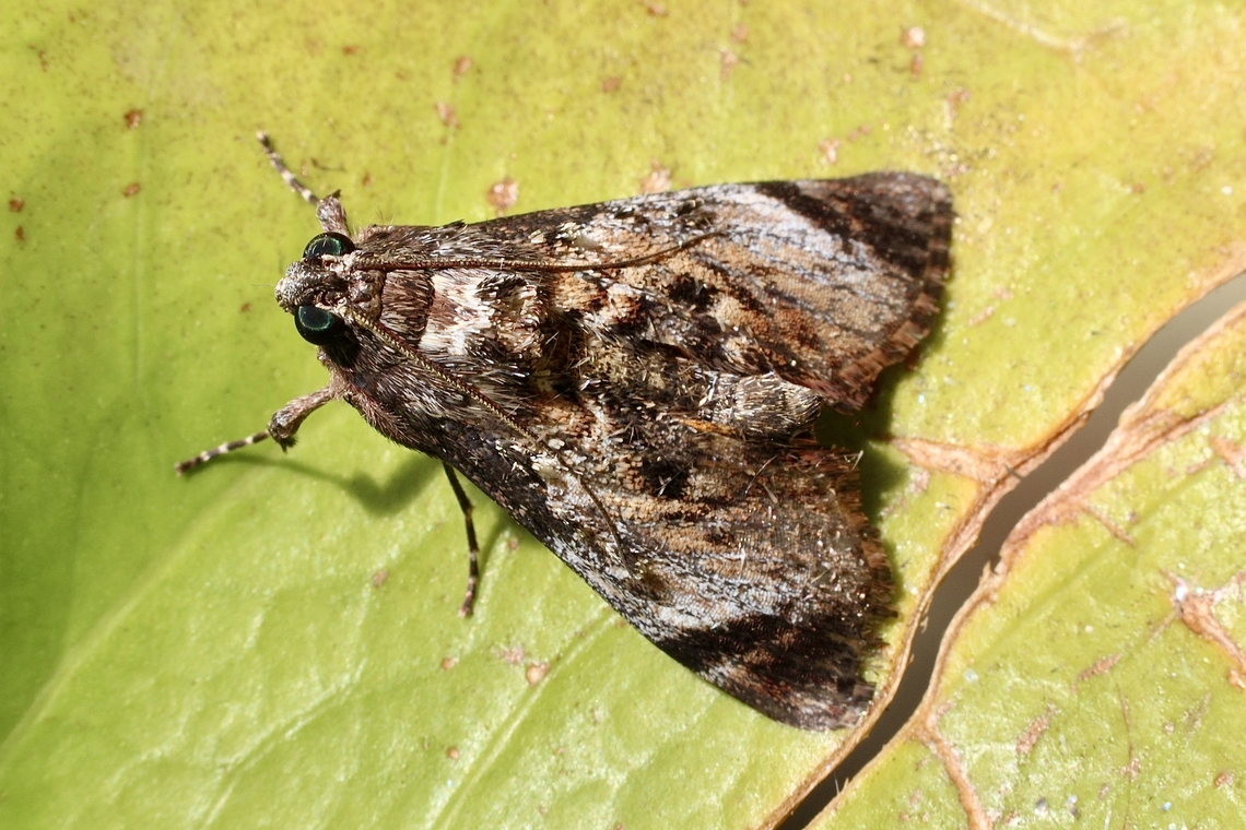 Salma pyrastis  Australia,Eamw moth,Encounter Bay SA,Encounter Bay moth,Geotagged,Salma,Salma pyrastis,Summer,UVL